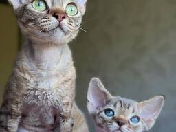 3 kaisukaru – sõna otseses mõttes kleepsukassid saadaval