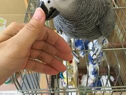 Aafrika hallpapagoi on umbes 6-kuune, ta on lobiseja, suurepärane kaaslane