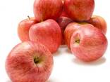 Fresh apple fruits - фото 1