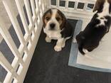 Armsad beagle'i kutsikad otsivad oma igavest kodu - фото 5