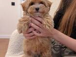 Armsad maltipoo kutsikad - фото 2