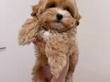 Armsad maltipoo kutsikad - фото 3