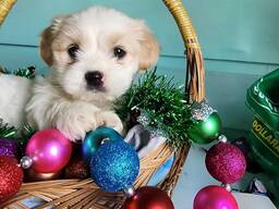 Armsad shih tzu kutsikad on valmis uutesse kodudesse kolima! Need väikesed karvapallid on