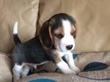 Beagle'i kutsikad on kohe lahkumiseks valmis. Kirjuta meile: WhatsApp:: - фото 1