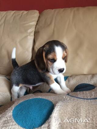 Beagle'i kutsikad on kohe lahkumiseks valmis. Kirjuta meile: WhatsApp::