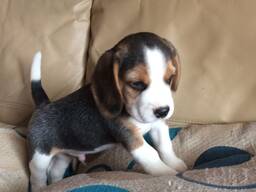 Beagle'i kutsikad on kohe lahkumiseks valmis. Kirjuta meile: WhatsApp::