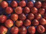 Best apples from Poland wholesale - photo 2