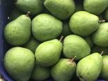 Best pears from Poland wholesale - фото 2