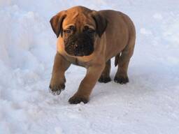 Bullmastiff