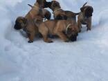 Bullmastiff - photo 1