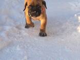 Bullmastiff - photo 2