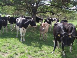 Cattle available