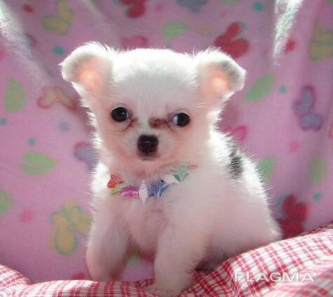 Chihuahua kutsikad. Kirjuta meile: whatsapp::