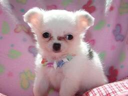 Chihuahua kutsikad. Kirjuta meile: whatsapp::