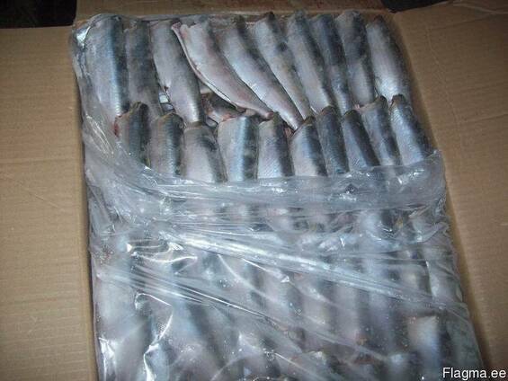 Cвежемороженая рыба из Марокко (сардина, сардинелла, скумбри