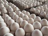Fresh Chicken Eggs / Farm Table Eggs for Sale/ Best Price Brown and White Eggs - фото 5