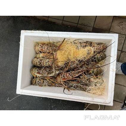 Fresh Live Lobster | Wholesale Live Canadian Lobsters