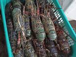 Fresh Live Lobster | Wholesale Live Canadian Lobsters - фото 2