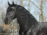 Friesian horse need new home - photo 2