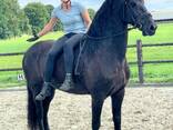 Friesian horse need new home - photo 3