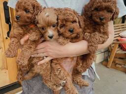 Haruldased ja ainulaadsed cavapood