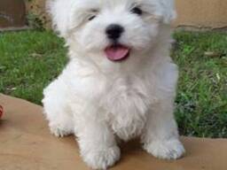 Ilusad Malta terjeri kutsikad on ajakohased.