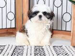 Imeilusad shih tzu kutsikad on valmis. Kirjuta meile: whatsapp:: - photo 2
