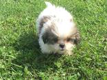Imeilusad shih tzu kutsikad on valmis. Kirjuta meile: whatsapp:: - photo 3
