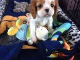 Isased ja emased Cavalier King Charlesi kutsikad - фото 3