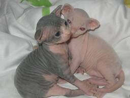 Julged ja kortsulised sfinksi kassipojad