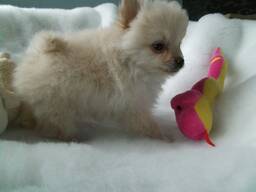 Kaks imelist T-Cup Pomeranian kutsikat. Kirjuta meile: WhatsApp::