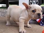 Kc Prantsuse buldogi kutsikad. Kirjuta meile: WhatsApp:: - фото 1