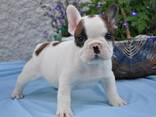 Kc Prantsuse buldogi kutsikad. Kirjuta meile: WhatsApp:: - фото 3