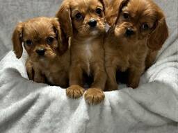 King Charles Cavalieri kutsikad on nii sõbralikud, rõõmsad, kui neid kaisutatakse ja alati