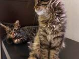 Котятя породы Мейн-Кун. Полный пакет документов. Отличная родословная. - фото 4