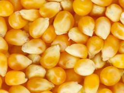 Кукуруза оптом (продовол. , фураж) из Брянской области от производителя