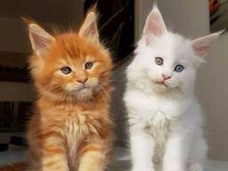 Mainecoonide sugupuu