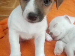 Meil on armsad Jack Russelli kutsikad