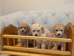 Meil on pesakond, kus on kolm armsat puhtatõulist aprikoosikarva kääbuspuudli kutsikat. Na