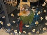 Michael . Green cheek conure - photo 1