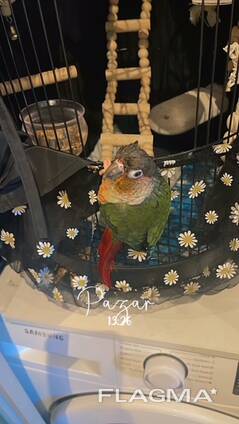 Michael . Green cheek conure