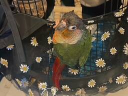Michael . Green cheek conure