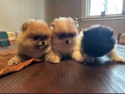 Müüa armas pomeranian kutsikas! Meil on hetkel saadaval 3 kallist kutsikat, kes kõik peaks