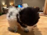 Müüa armas pomeranian kutsikas! Meil on hetkel saadaval 3 kallist kutsikat, kes kõik peaks - photo 3