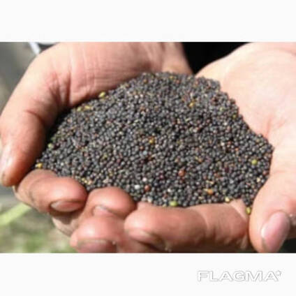 Müün rapsi alates 500 tonnist, GMO-vaba, tingimustel FCA Žytomyr.