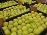 Offers apples from Poland / Продам яблоки из Польши - photo 2