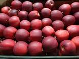 Offers apples from Poland / Продам яблоки из Польши - photo 8
