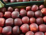 Offers apples from Poland / Продам яблоки из Польши - фото 9