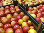 Offers apples from Poland / Продам яблоки из Польши - фото 10