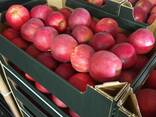 Offers apples from Poland / Продам яблоки из Польши - фото 15